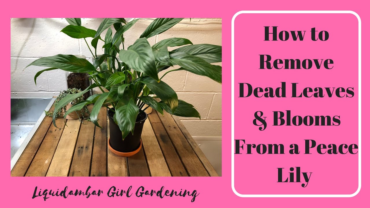 How to Remove Dead Leaves & Blooms From a Peace Lily