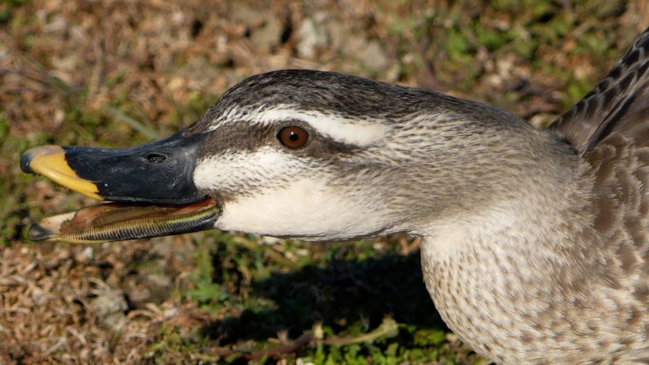 Today's ducks