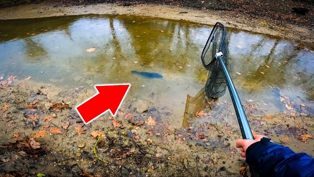 Ce canal se vide et je sauve ce poisson ultra rare !!!
