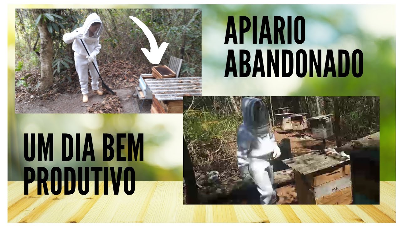 Fomos no Apiario abandonado por mais de um ano