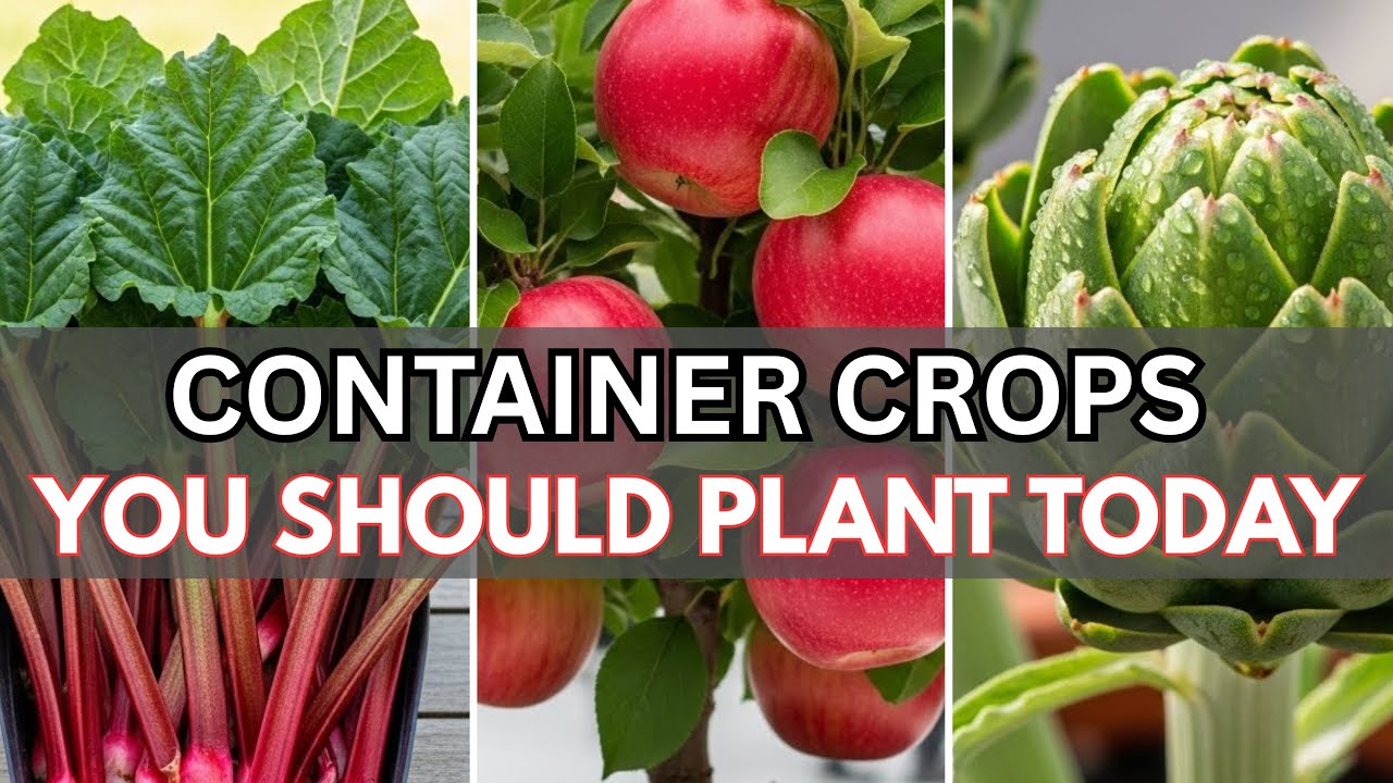 10 Container Crops You Should Plant Now If You Love Gardening❤️🫦🌿