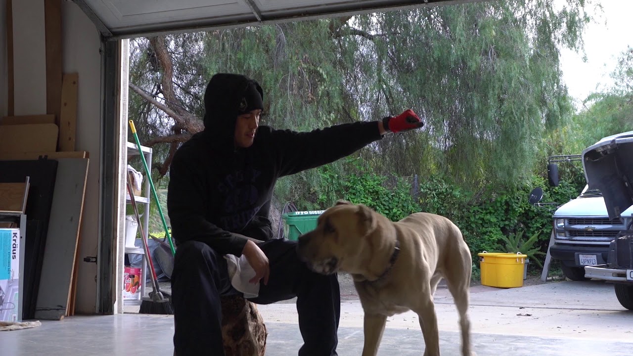 Hand signals ONLY training // Feeding time with my Cane Corso