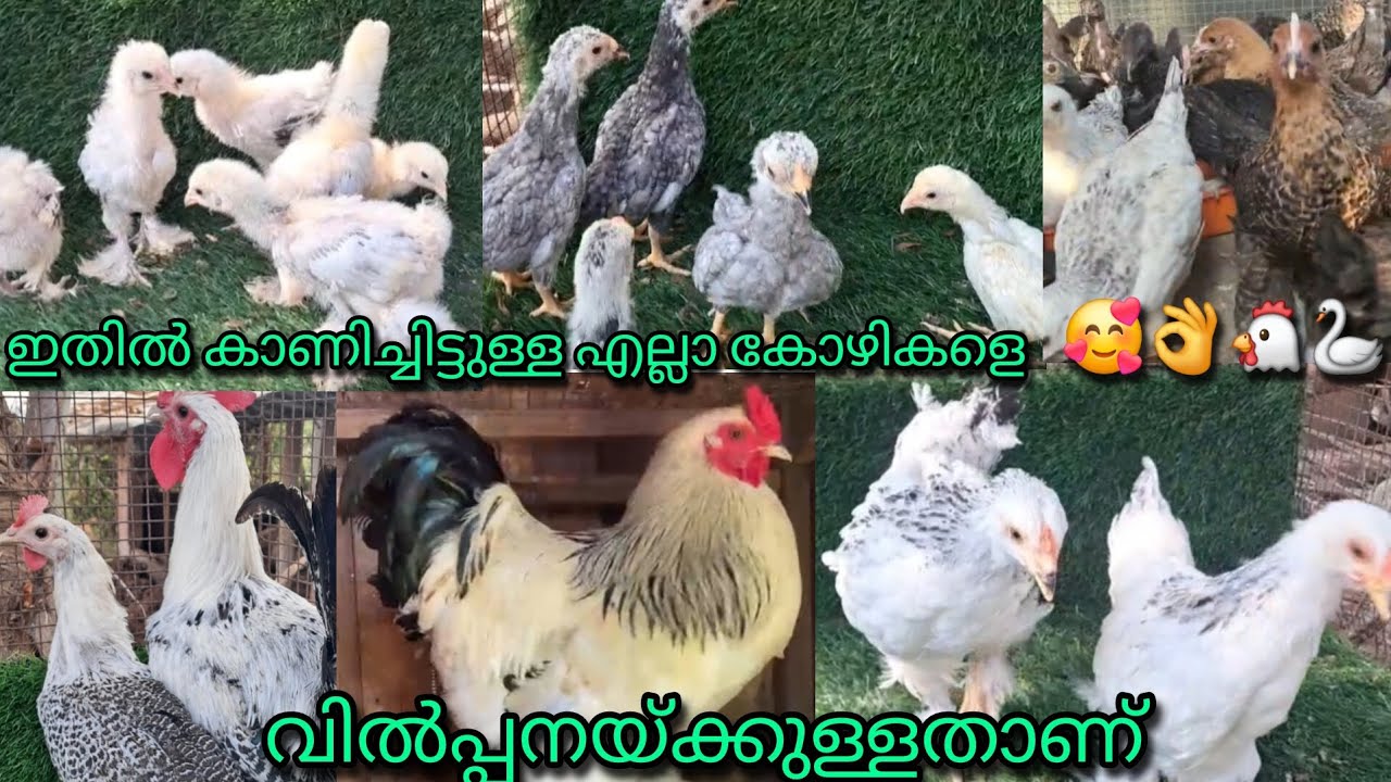 പല പല വെറൈറ്റി കോഴികളെയും വില്പനക്കുള്ളതാണ് താറാവുകളും പ്രാവുകളും 🥰🐔