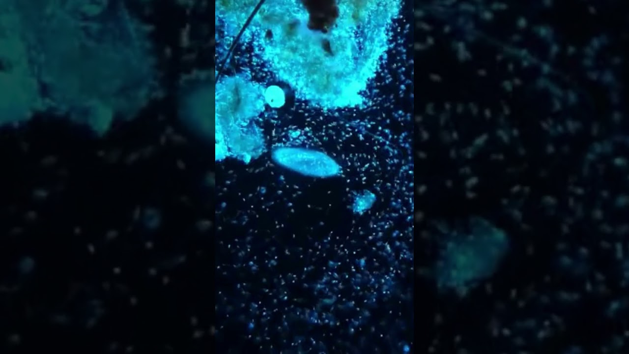 Era ryb i era zmian #historia #dokument #ziemia #ocean #shorts #yt