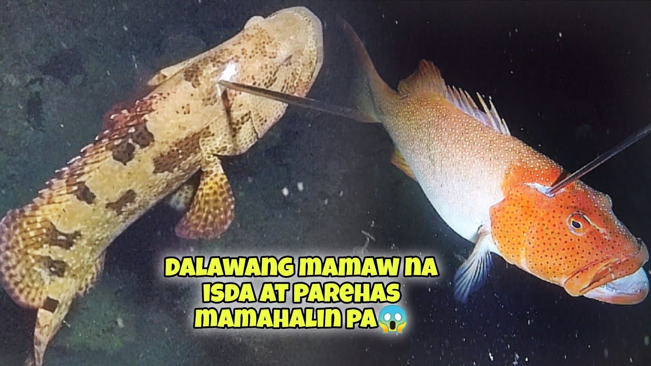 eps.413 DALAWANG MAMAW NA ISDA AT PAREHAS MAMAHALIN PA ANG SAMPA SA DATING SPOT😱 #kapanatv #viral