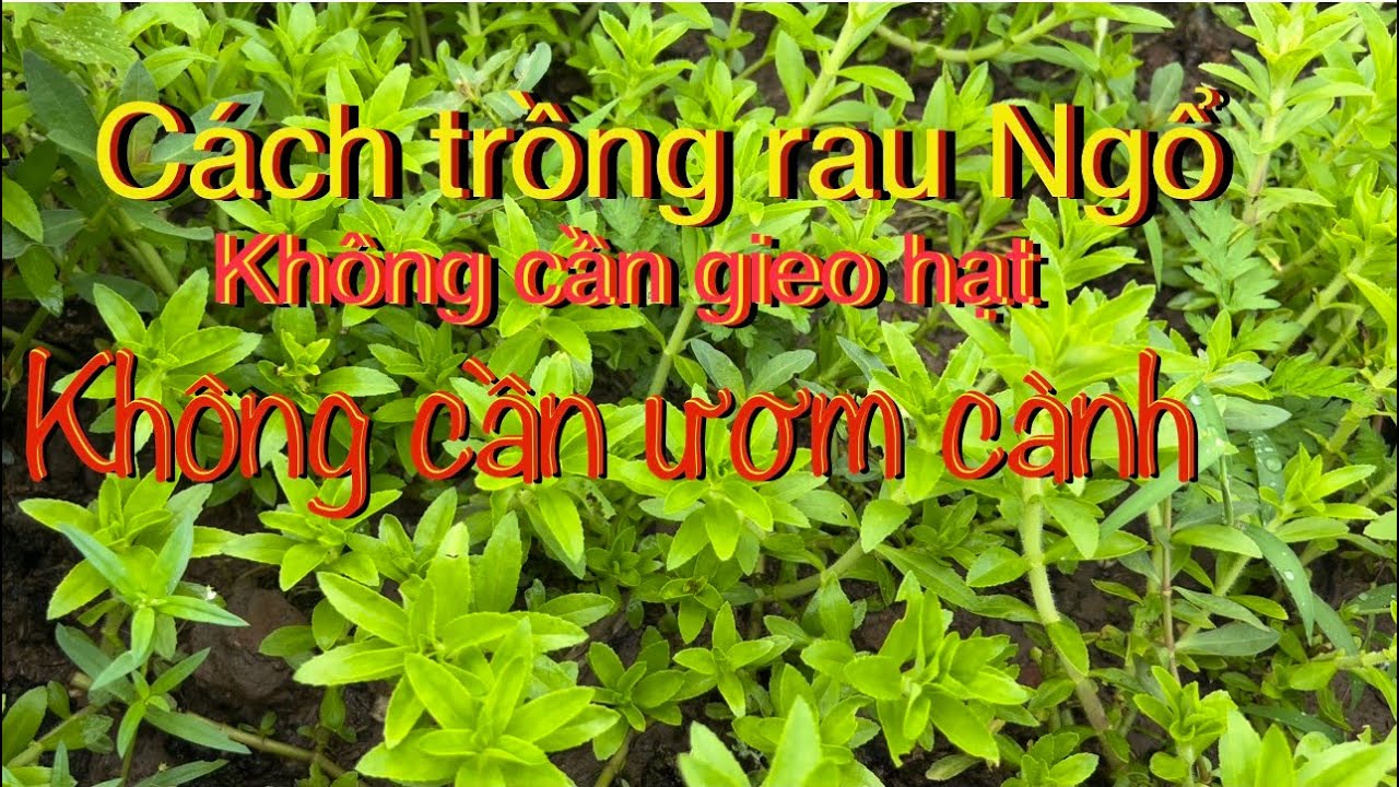 #243.Cách trồng rau Ngổ( ngò ôm) siêu tốc không cần gieo hạt hay ươm từ cành ở xứ lạnh.
