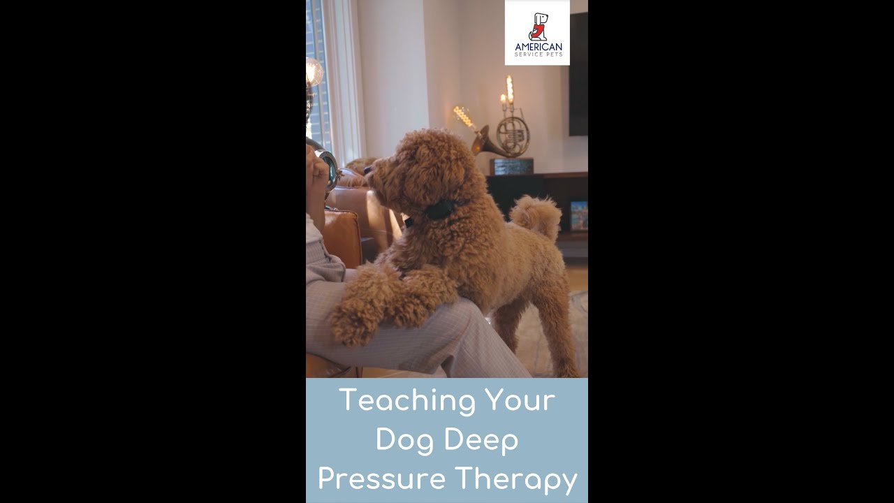 How to Teach Your Dog Deep Pressure Therapy (DPT) 