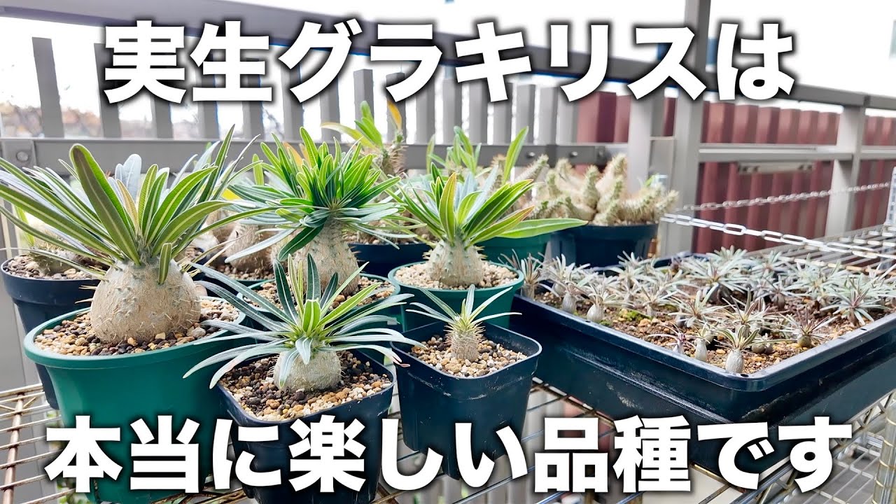 【塊根植物】期待の実生グラキリス紹介と播種4ヶ月グラキリスの現状