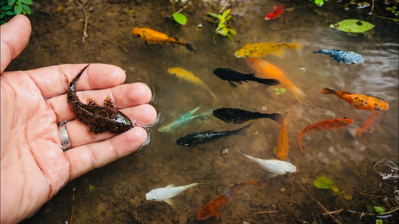 Serok Ikan Hias, ikan Cupang, ikan Guppy, ikan Glowfish, ikan Koki, dan Ikan Emas😱