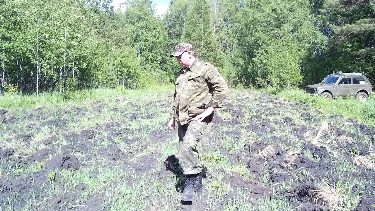 Вести с полей, отработка для привады на кабана