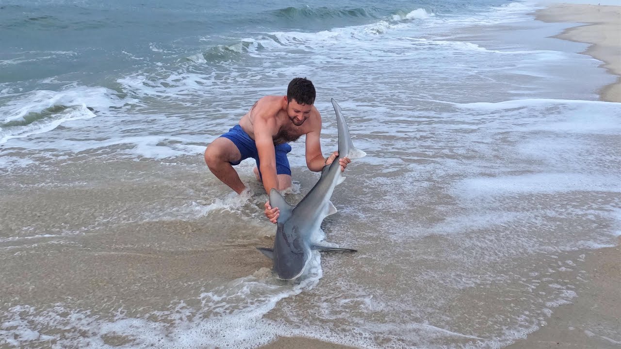 Brown Shark caught from the Long Island Surf 7/16/22