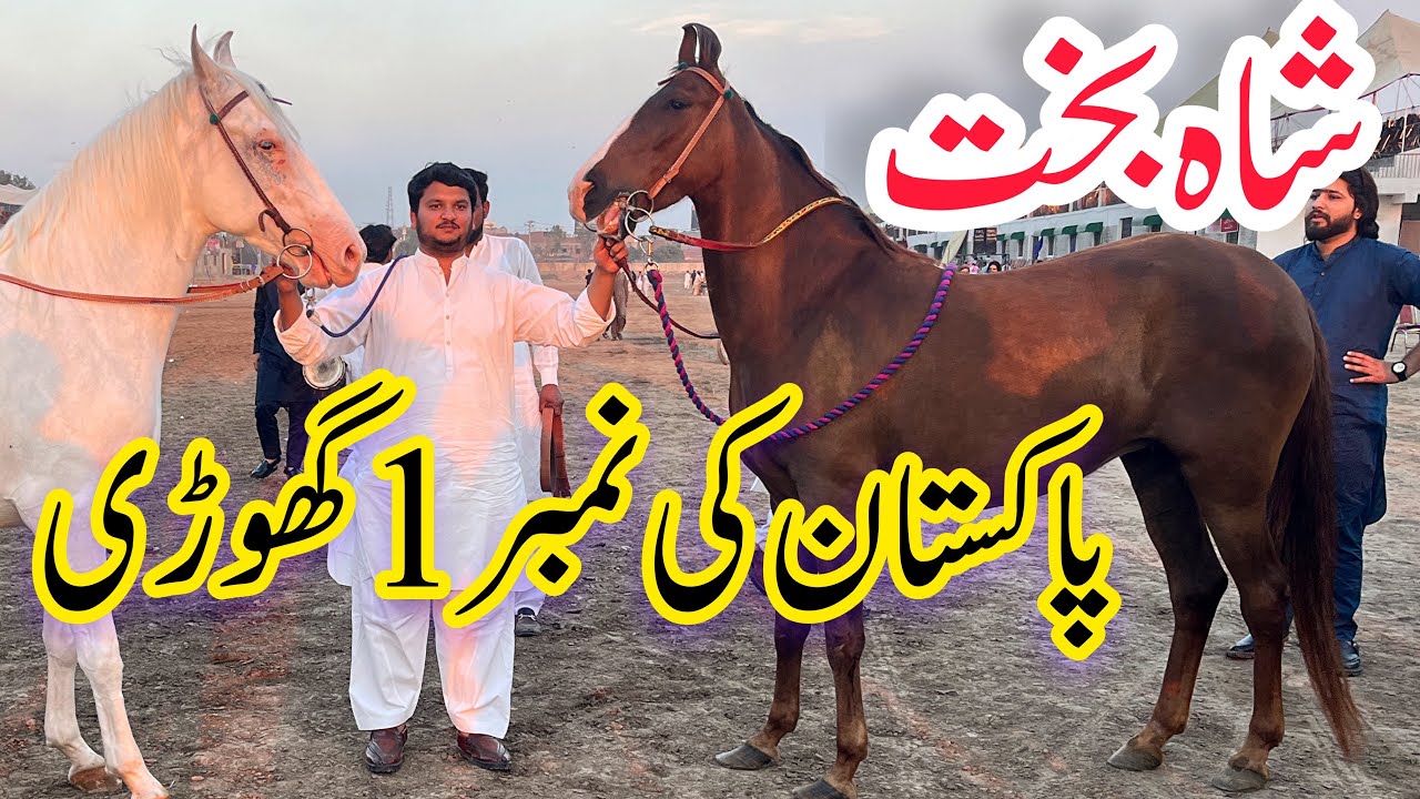 Most Beautiful Horses of Pakistan and Award Winner Ghori 2023