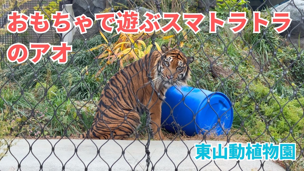 【東山動植物園】おもちゃで遊んだり毛づくろいするスマトラトラのアオ