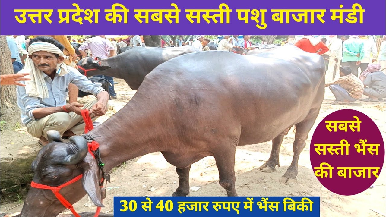 भैंस की सस्ती मंडी ।। सबसे सस्ती भैंस बाजार ।। मुंगिसापुर पशु बाजार मंडी।।
