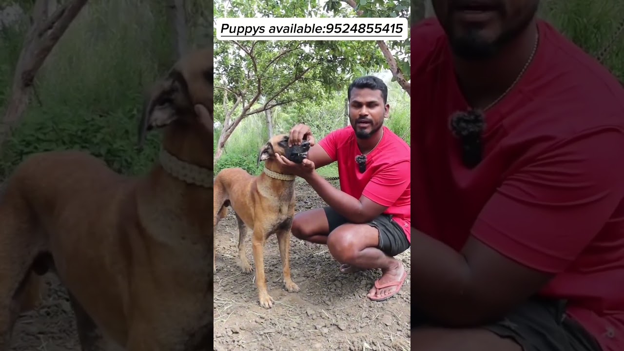 Puppys available comment your reply 🐕#kombai #kombaiboon