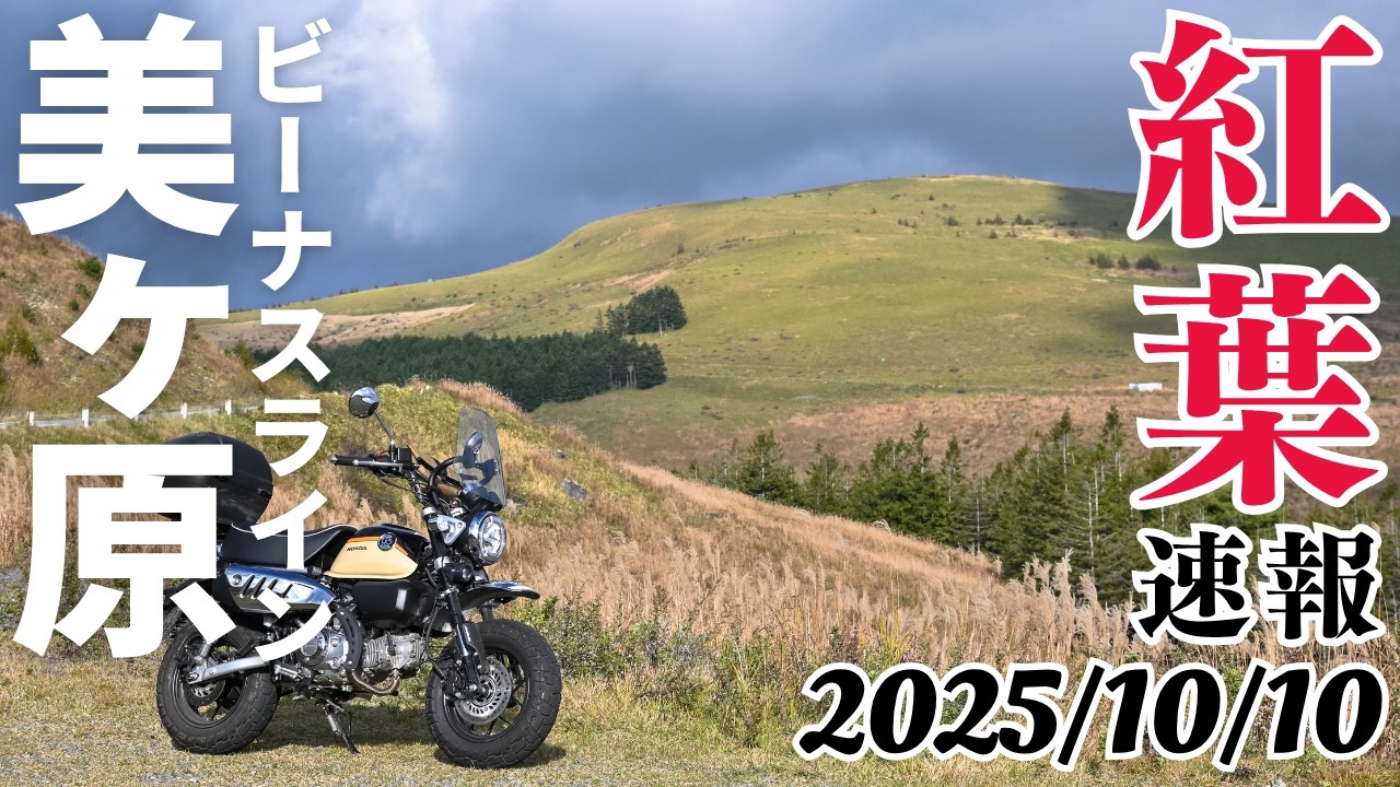 ビーナスラインの紅葉状況2025！美ヶ原が見頃！扉峠と和田峠は紅葉していますがイマイチ…霧ヶ峰はススキが綺麗です。ツーリングやドライブの参考にどうぞ｜モンキー125
