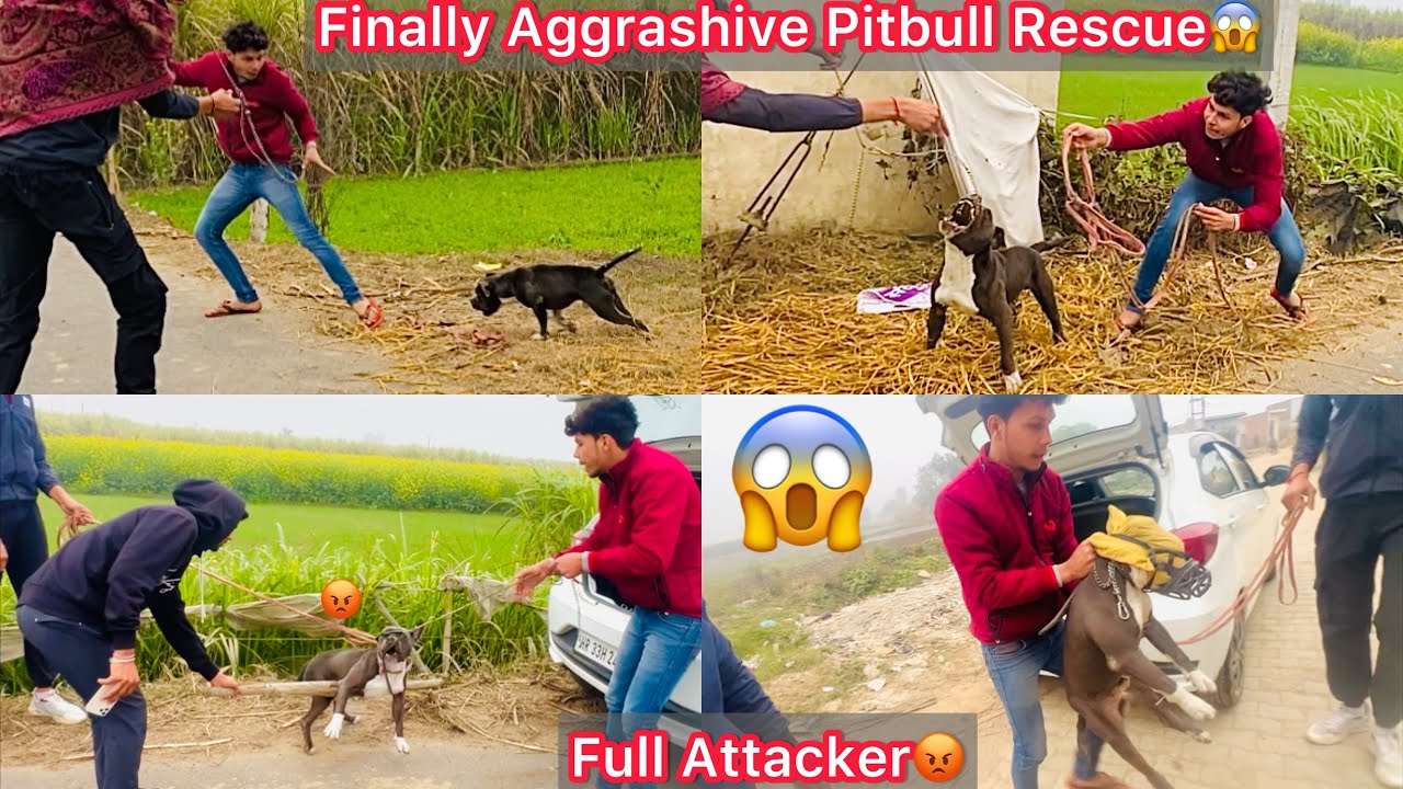 Finally Aggressive Pitbull Rescue Hogya😨Halat Kharab Hogye Rescue Krna Mai😰Full Attacker😡