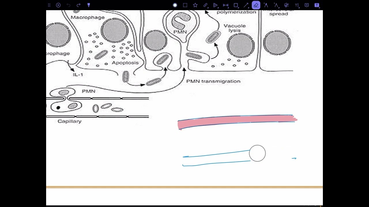 المحاضرة الخامسة بكتريا نظري/shigella and salmonella/ شرح الطالب مقداد فرحان 🤎