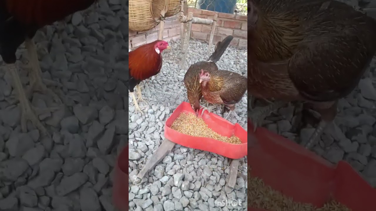 Cách đổ gà ra nhiều gà trống, tỉ lệ gà trống cao ít gà mái
