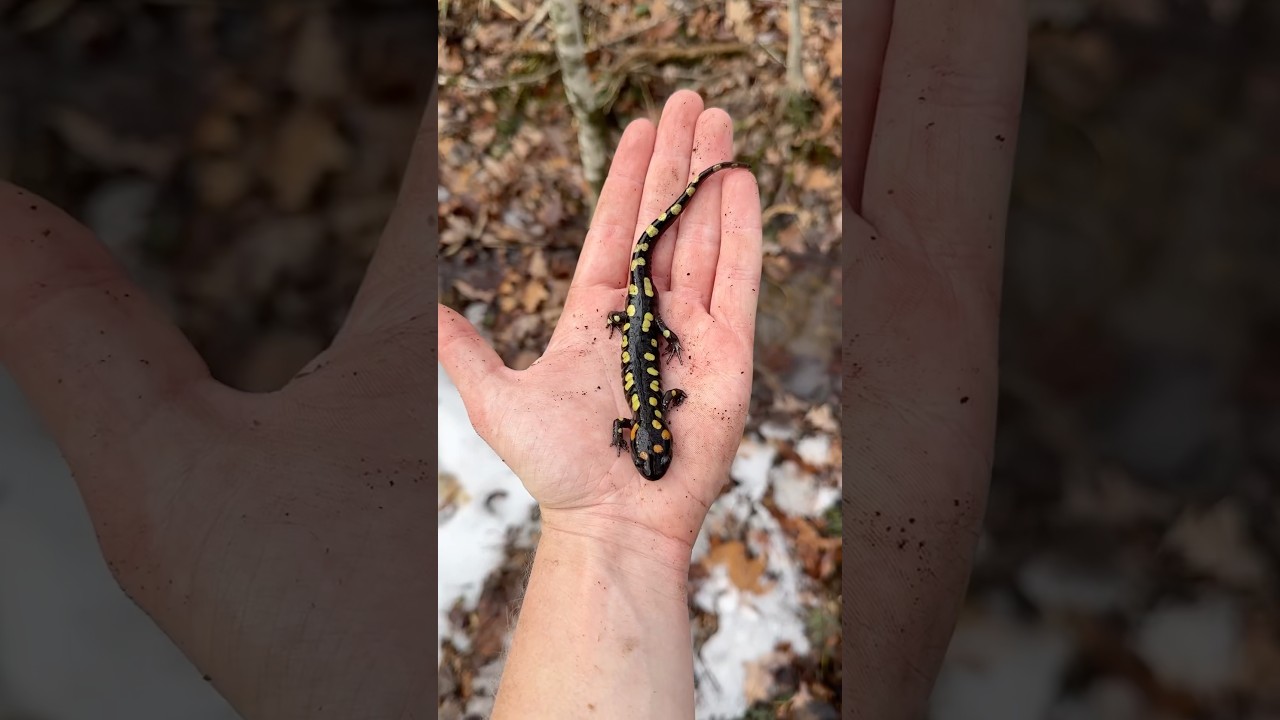 Gorgeous Spotted Salamander in the Snow!