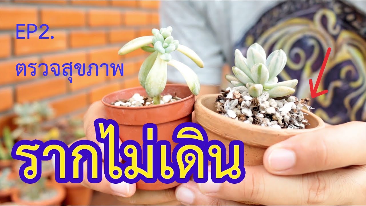 รากไม่เดิน มีวิธีแก้ไขอย่างไร | EP.2 |