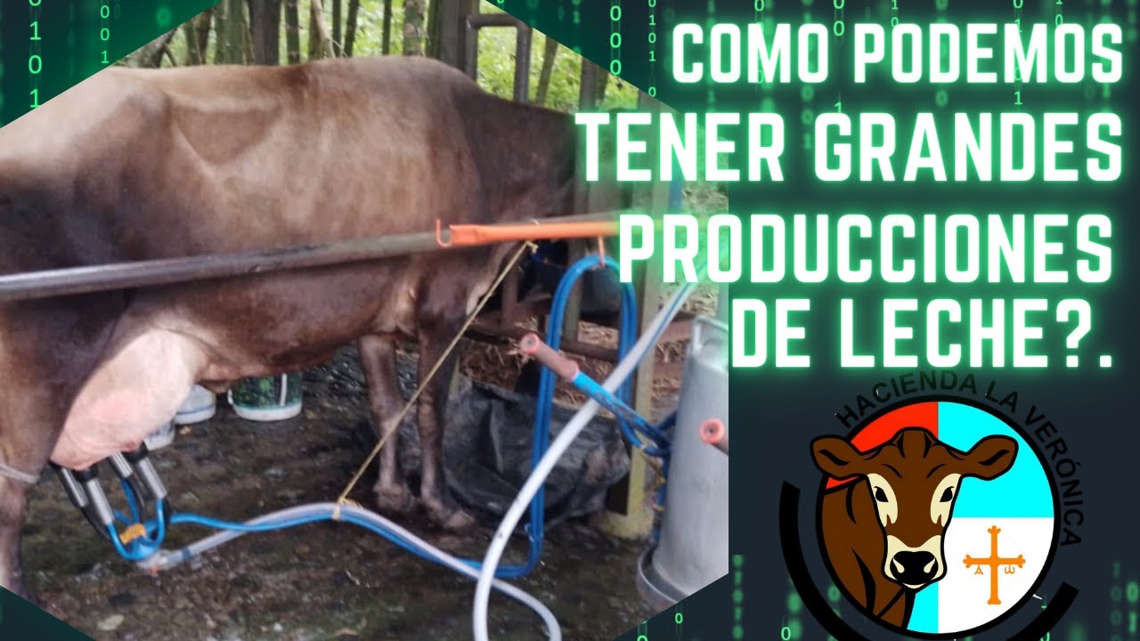 COMO PODEMOS TENER GRANDES PRODUCCIONES DE LECHE?...