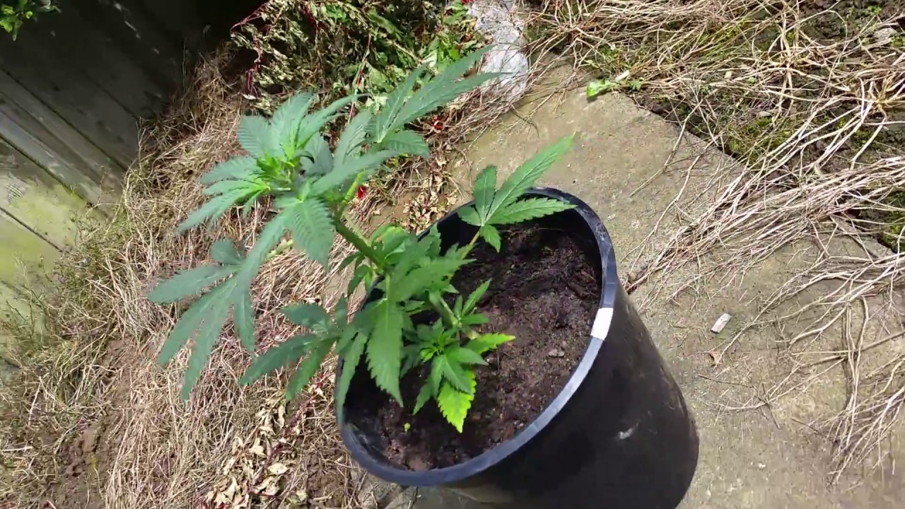 Autoflower 2017 (18+)