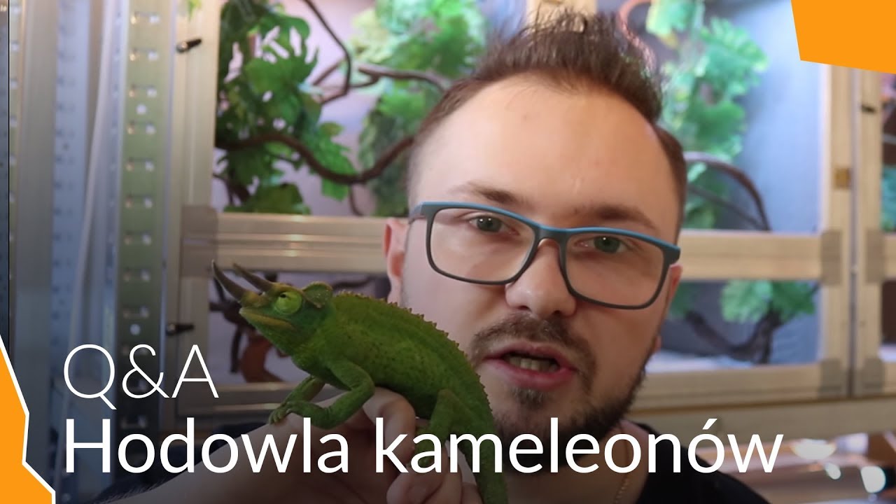 Q&A Hodowla Kameleonów Odpowiedzi na Wasze Pytania!