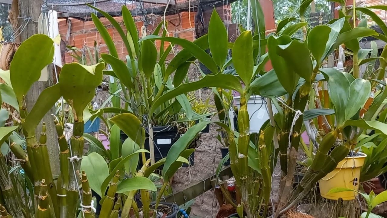 Meus Dendrobiuns Densiflorum, Thyrsiflorum, bronckartii, Crisotoxum, Farmeri...Vamos Ver?