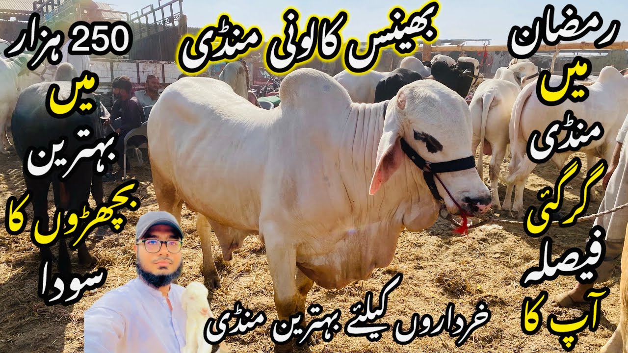 Bhains Colony Mandi Karachi Cattle Rates Update❤️ || 11 march 2026 || Cow Mandi 2026 💫