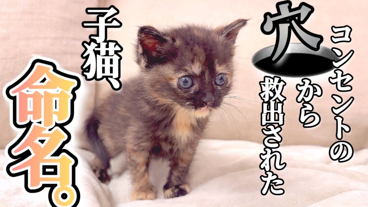 コンセントの穴から救い出されたサビ猫に、名前を贈る日【シャンプーしてきれいになるよ】