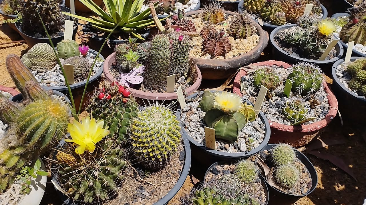 Hoje foi dia das flores amarelas