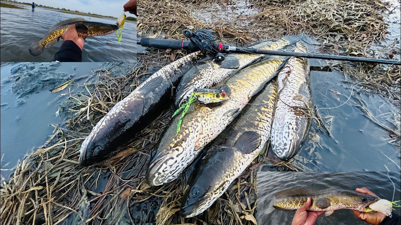 snake head fishing￼ 🎣 ගොඩක් දවසකින් ලුල්ලු අල්ලන ගියා 🤩 frog කඩාගෙන ගියෙ ලුල්ලු 😮🎣