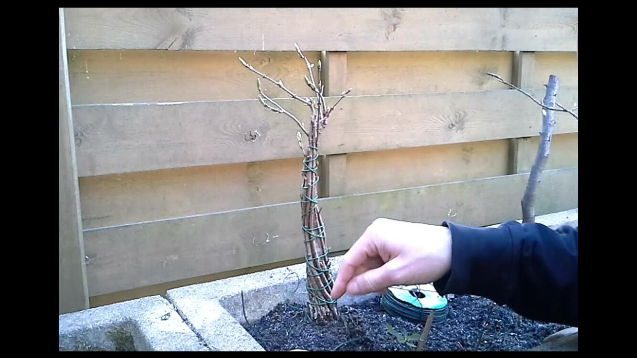Acer Campestre Fusion Bonsai 1