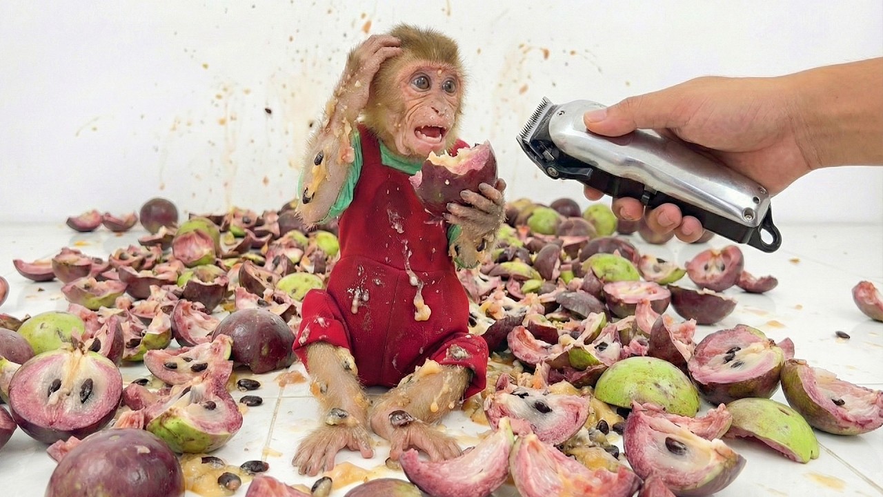 Monkey Bon Eats Too Much Sticky Fruit – Dad Must Save Him! 😲