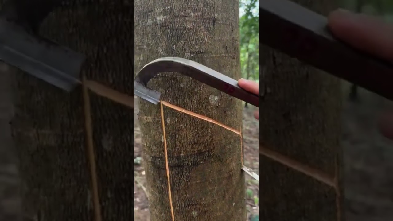 As&iacute; se extrae el latex del &aacute;rbol 🌳 del caucho.#geoadictos #datoscuriosos #sabiasque #l&aacute;tex