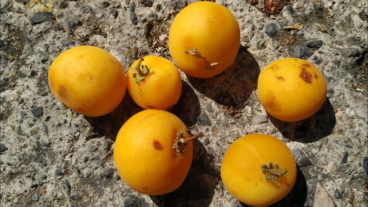Tasty Umkokola or Kei apple (Dovyalis caffra)