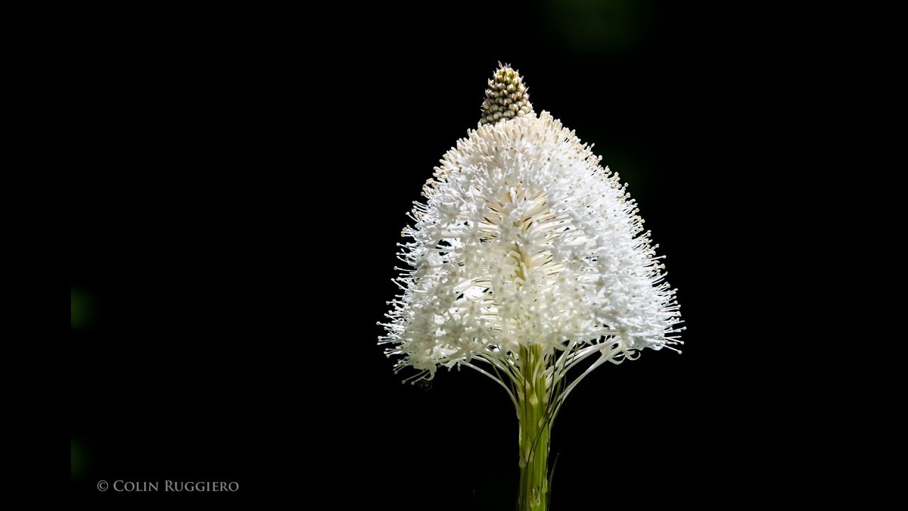 Chasing Light_Glacier Beargrass