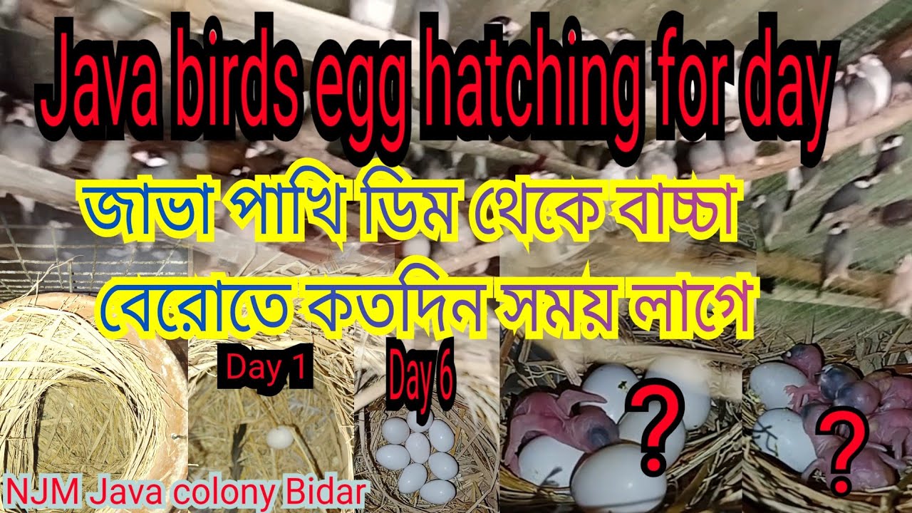 Java birds egg hatching for correct time & #birds #java .@Njm505
