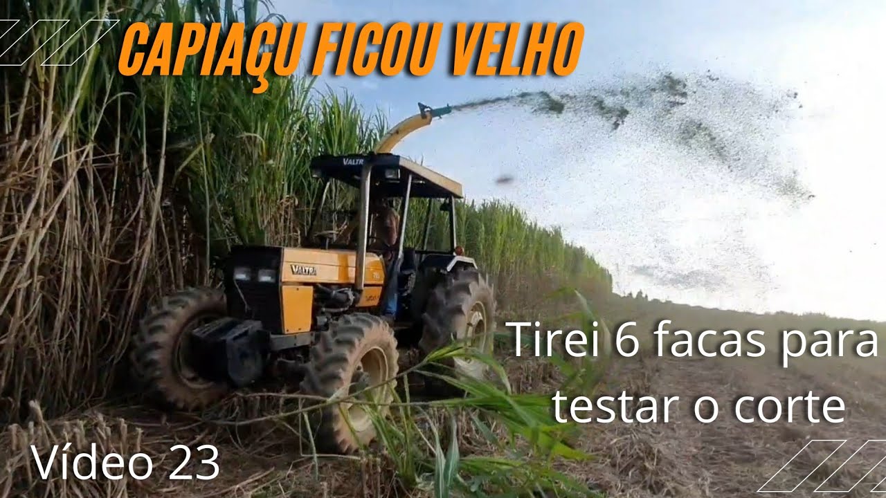Capiaçu passou do ponto, muita fibra, melhor virar matéria natural