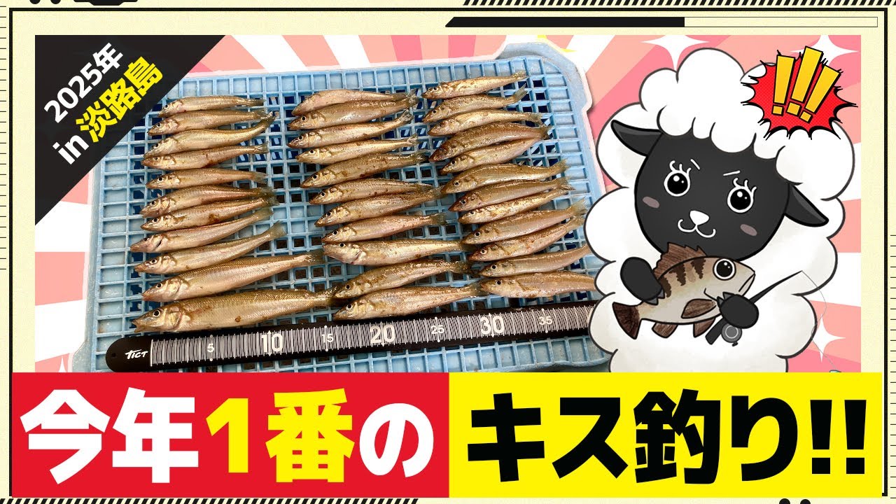 キス釣り最盛期到来!今季最高の数釣りになりました♡【淡路島】