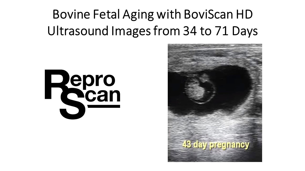 Bovine Ultrasound Images 34 to 71 days BoviScan HD