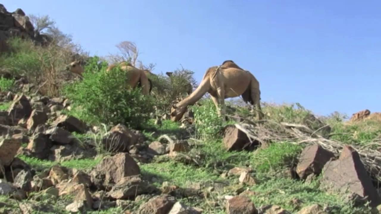 ربيع شامية المطارفه ديار هذيل(وسم ١٤٣٧)