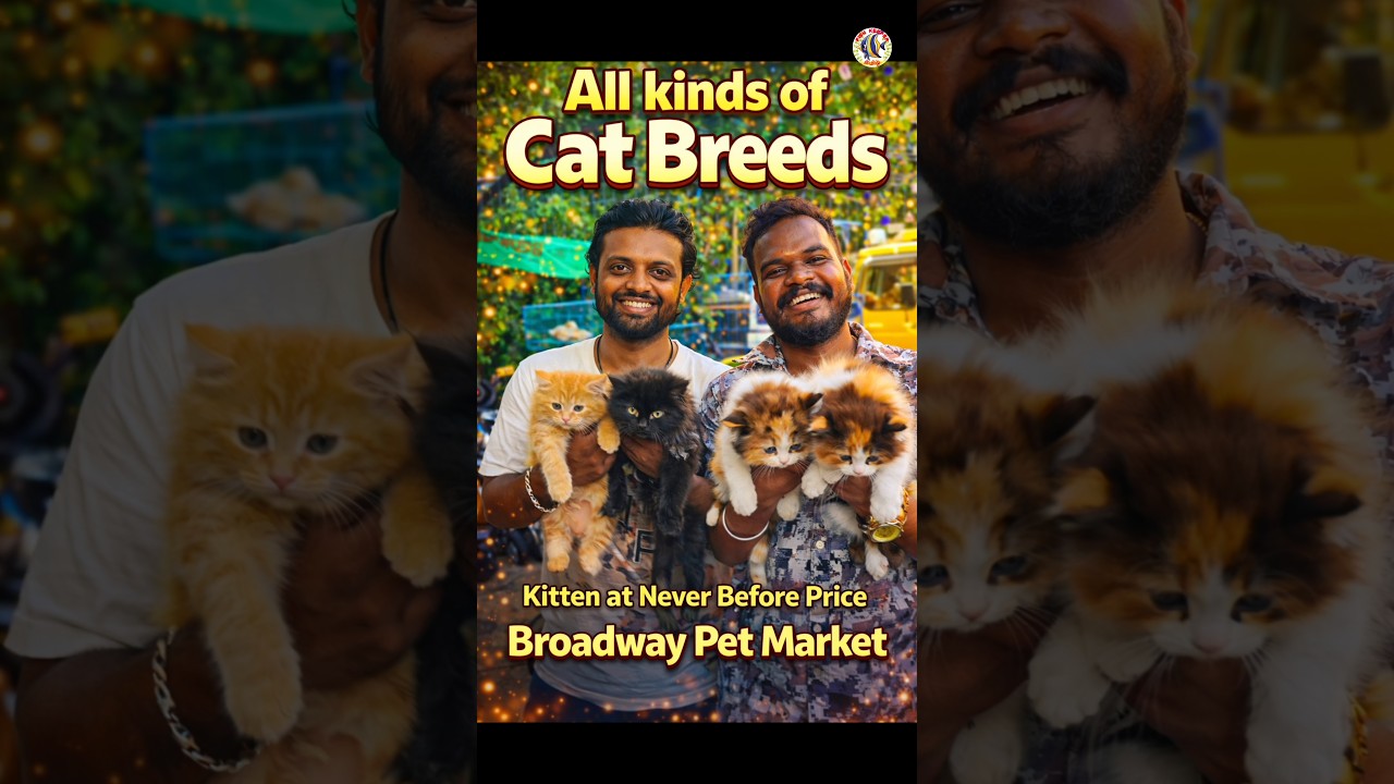 All Kind of Cats Breeds 😍 | Kitten at Never Before Price 🐱🔥 | Broadway Pet Market Chennai !