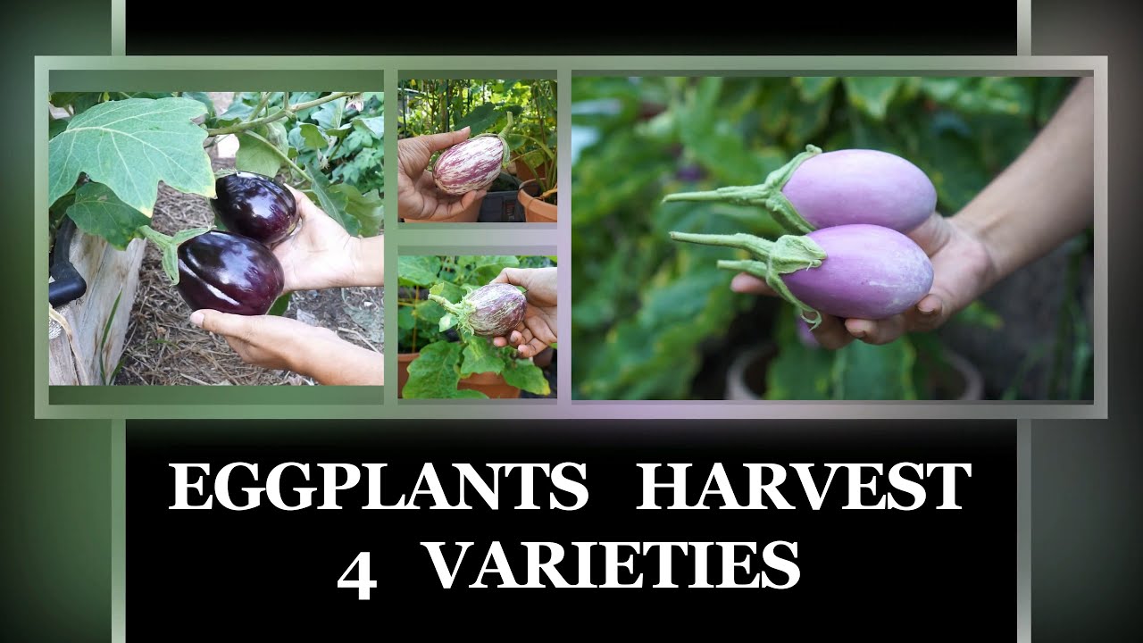 Four Eggplant Varieties Harvested - How To Harvest Eggplants