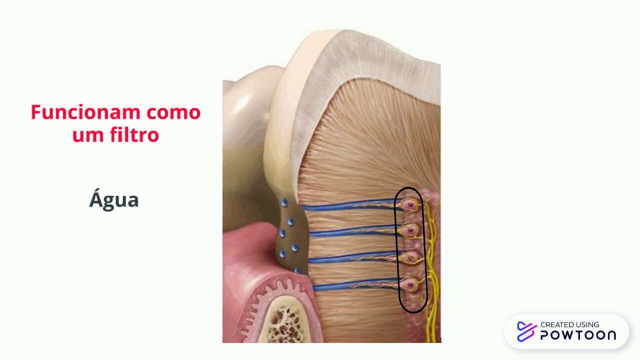 Complexo dentina-polpa 1