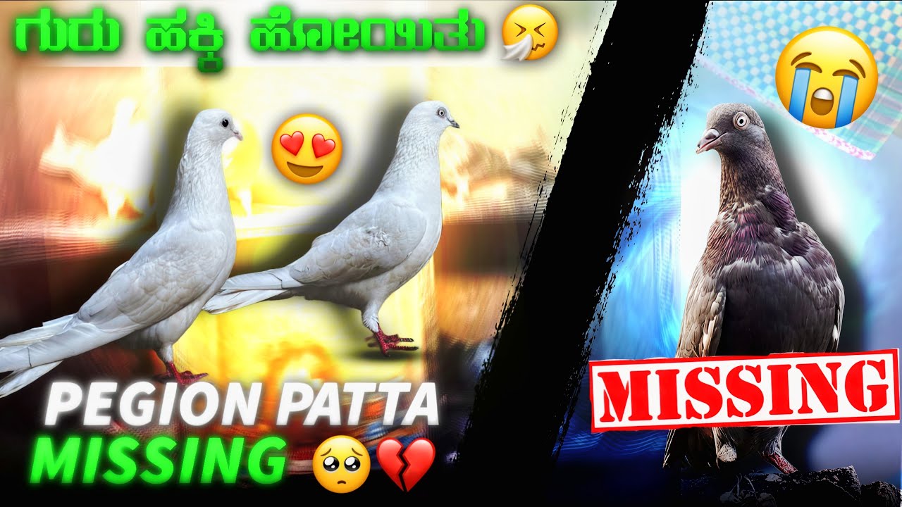 ಪಟ್ಟ ಮಿಸ್ಸಾಗೋಯಿತು ಗುರು 😫💔||Prince loft||New thara pair in pigeon loft 😍