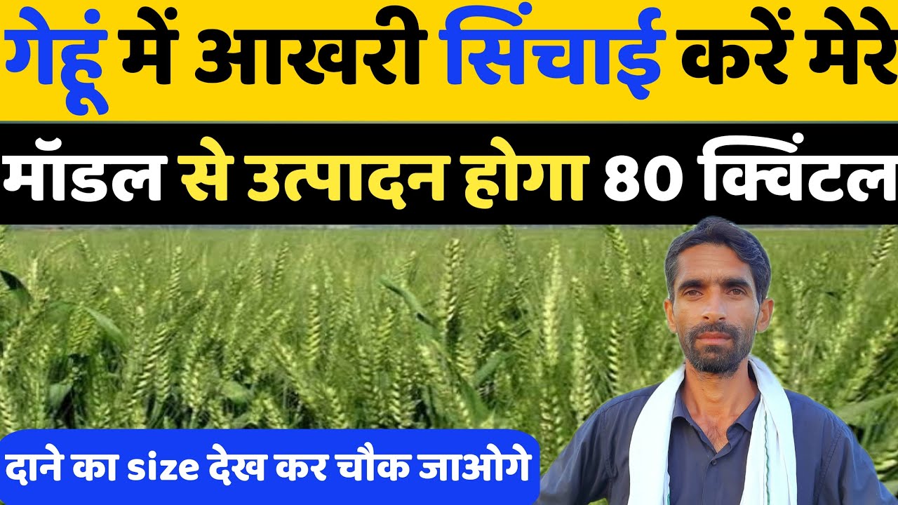 गेहूँ में आख़री पानी कब लगाए | Gehun me last pani kab lagaye | Gehu me aakhri sichai | Gehu ki kheti