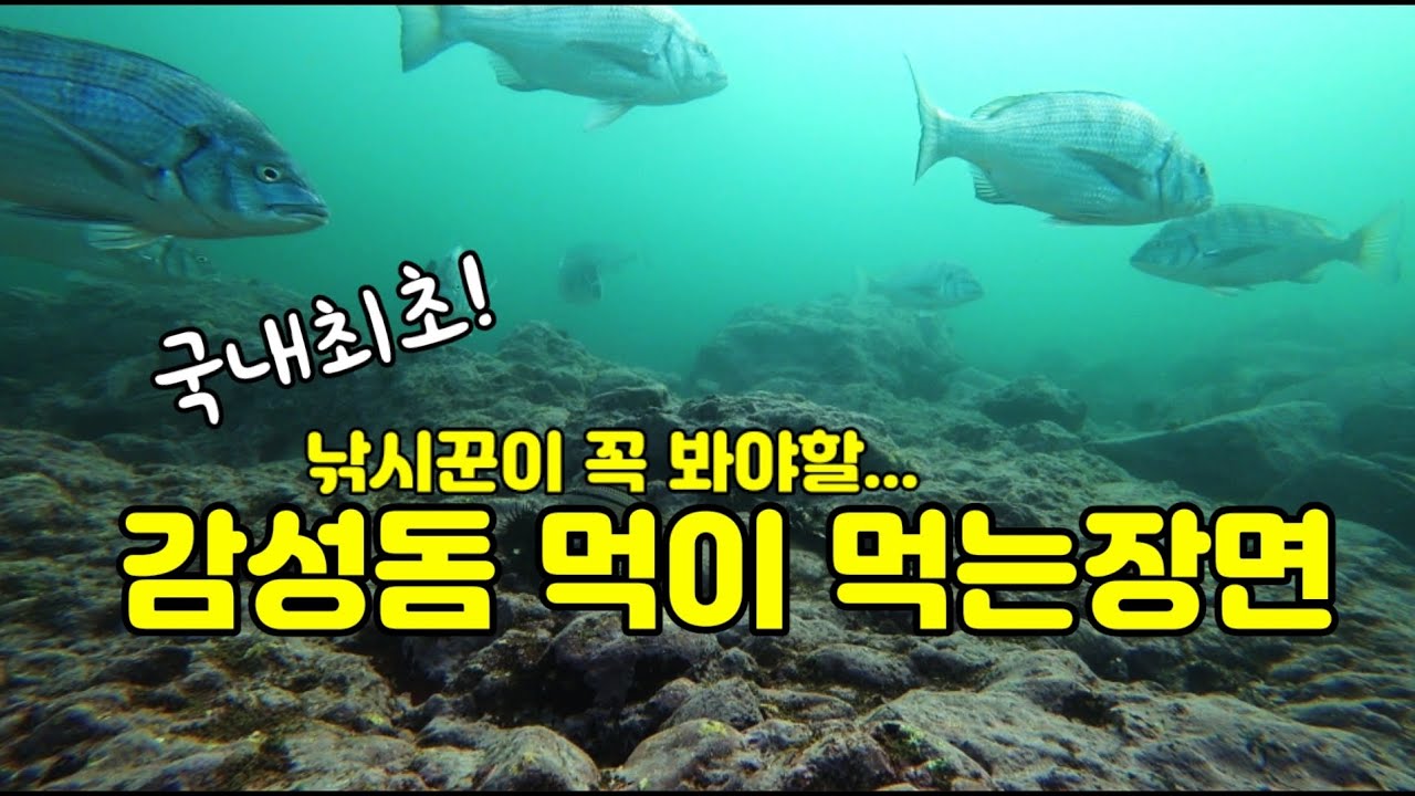 낚시꾼이라면 꼭 봐야할 감성돔이 먹이를 먹는모습-FOX☆TV