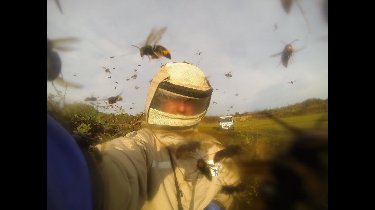 Un nid très dangereux et une énorme attaque de frelon asiatique